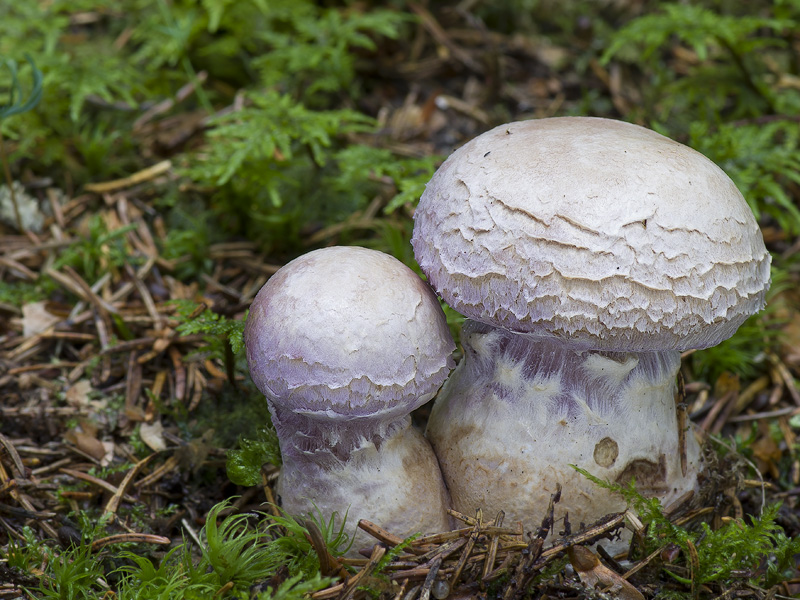 Cortinarius traganus